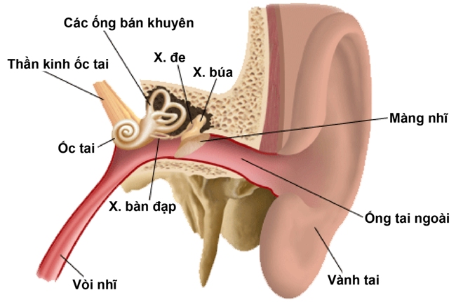 Ù tai - Bệnh lý tai mũi họng